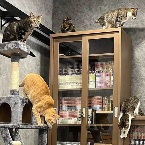 書庫は猫にも人気